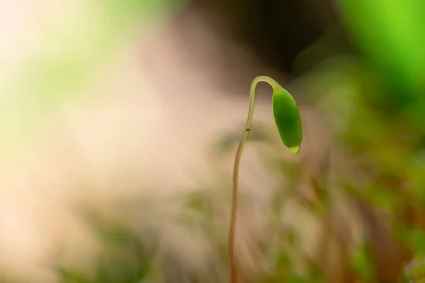 Macro Bryum Moss Pohlia Nutans Green Spore Capsules Growing Ground — Stock Photo, Image