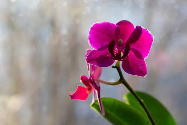 Flores Vivas Orquídea Peitoril Janela Luz Dia Flores Tropicais Como — Fotografia de Stock