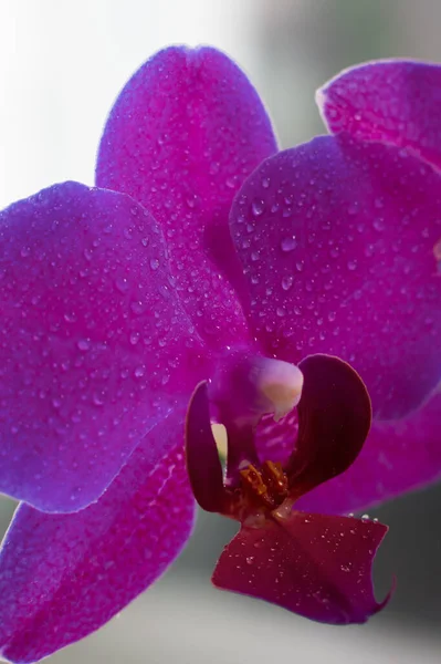 Phalaenopsis Orkidesinin Dikey Fotoğrafı Çiçek Açan Phalaenopsis Çiçeğinin Yapraklarına Damlaları — Stok fotoğraf