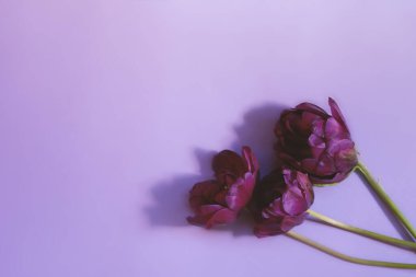 Mor zemin üzerinde sapları olan ve fotokopi alanı olan üç adet narin lale. Klasik çiçek arkaplanı