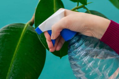 Genç bir kızın elleri evde çiçek yaprakları püskürtüyor. Bahçıvan sprey kullanarak ev bitkilerini suluyor. Nem artışı için ev bitkilerine su sıkmak.