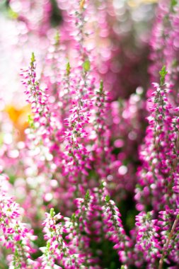 Çiçek açan Heather çiçekleriyle birlikte dikey çiçek arkaplanı. Namı diğer Callluna Vulgarus ve hafif bokeh etkisi. Dikey biçimde parlayan parlayan botanik arka plan