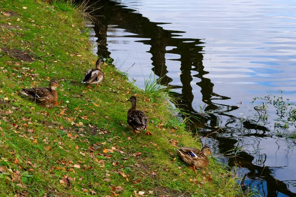 Group of wild ducks near the pond in summertime, wild ducks on the shore are ready to swim, fauna ecosystem