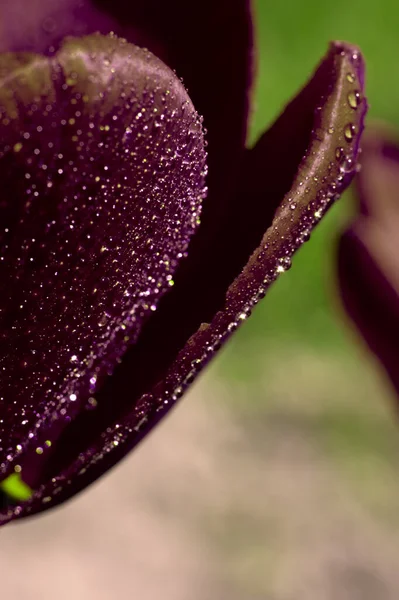 開花バーガンディ色のチューリップと垂直背景小さな水滴が柔らかい花弁の上に明るい日差しに輝く — ストック写真
