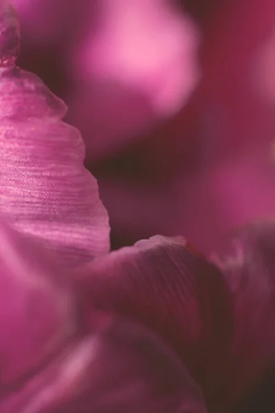 Вертикальное Размытое Макрофото Бордовых Лепестков Цветка Тюльпана Цветочный Фон — стоковое фото