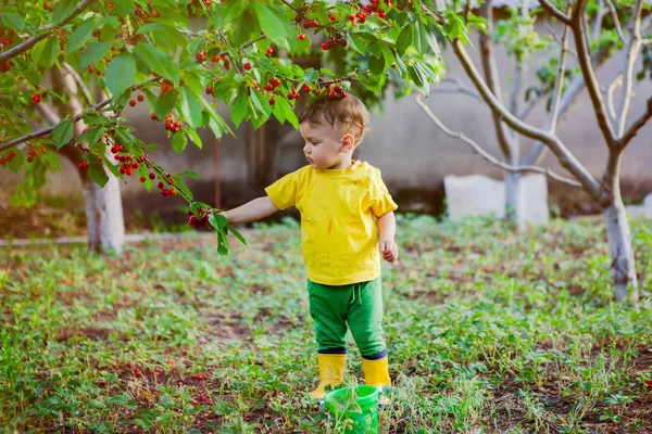a child in a bright yellow T-shirt and boots collects a cherry in a bucket on a garden plot