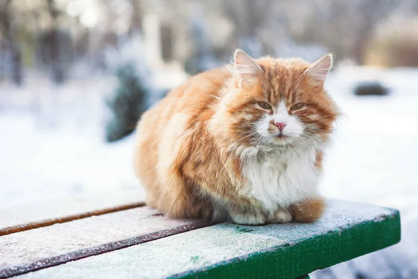 winter. cat on a bench in the snow. a serious look of an animal