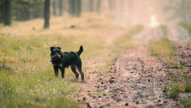 Alman avcılık Terrier (Jagdterrier) yaz orman, yeşil çim.