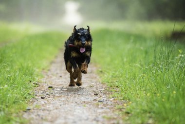 Alman avcılık Terrier (Jagdterrier) yaz orman, yeşil çim.