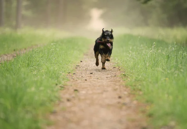 Duitse Jacht Terrier Jagdterrier Zomer Bos Groen Gras — Stockfoto