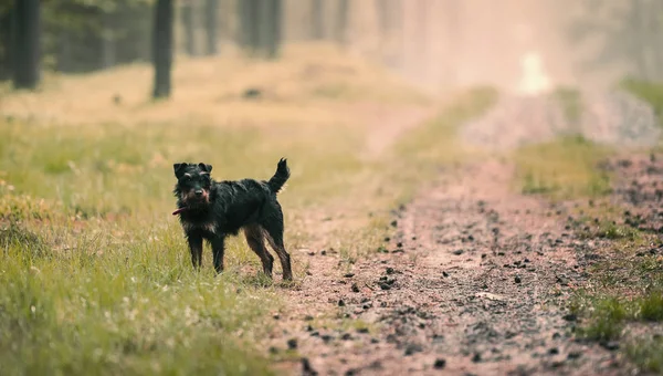 Duitse Jacht Terrier Jagdterrier Zomer Bos Groen Gras — Stockfoto