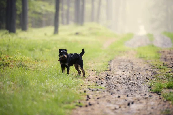 Terrier Caccia Tedesco Jagdterrier Nella Foresta Estiva Erba Verde — Foto Stock