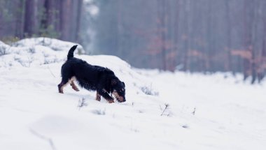 Jagdterrier kış ormandaki kar üzerinde
