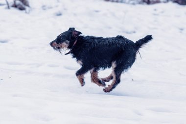 Jagdterrier kış ormandaki kar üzerinde