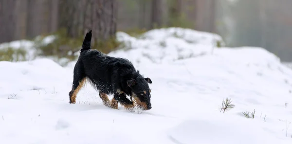 Jaktterrier Skogen Vintern Snön — Stockfoto