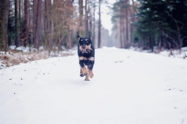 Jaktterrier Skogen Vintern Snön — Stockfoto