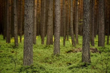 Çam gövdeleri böğürtlen li çam ormanıdır. Altın saat ormanı.