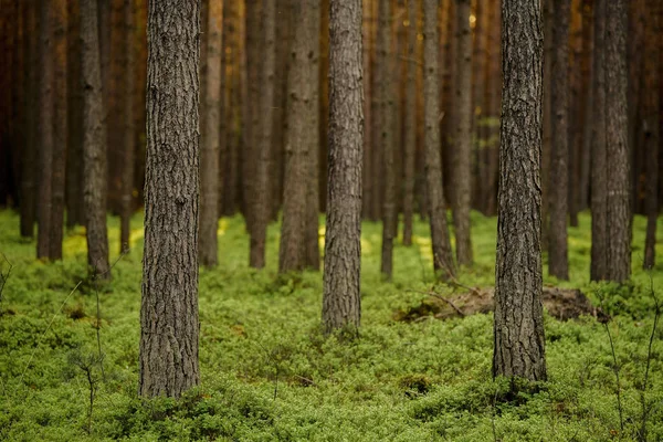 Tallstammar Tallskog Med Blåbär Sheathing Gyllene Timmen Skog — Stockfoto