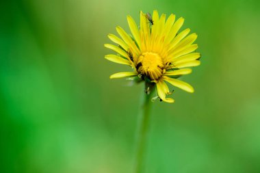 Yakın çekim parlak sarı çiçekli Sow Thistle çiçek, Sonchus arvensis çim alanında. İlkbaharda sarı karahindibalar, sığ alan derinliği, ilkbahar ve yaz konsepti. 