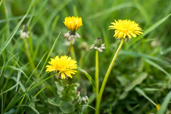 Close Van Een Heldere Gele Bloeiende Sow Distel Bloem Sonchus — Stockfoto