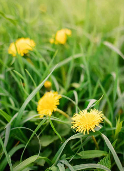 Zbliżenie Jasnożółtym Kwitnące Kwiaty Sow Thistle Sonchus Polny Polu Trawy — Zdjęcie stockowe