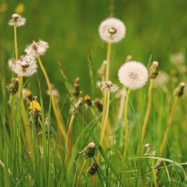 Mooie Paardebloem Het Groene Gras Lente Zomer Concept Close Foto — Stockfoto