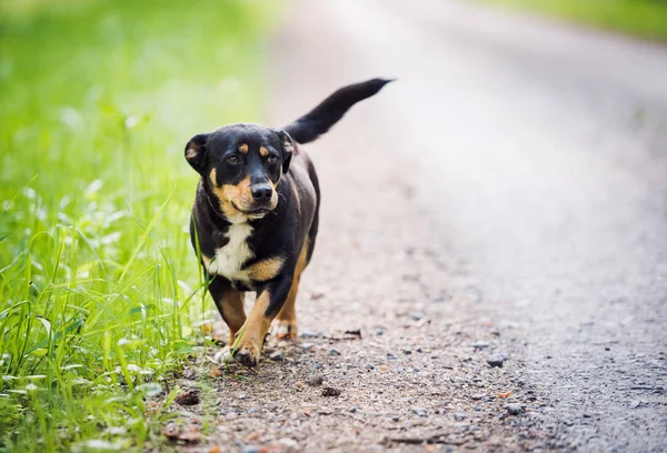 Ritratto Cane Nero Sorridente Che Guarda Nella Macchina Fotografica Bastardi — Foto Stock