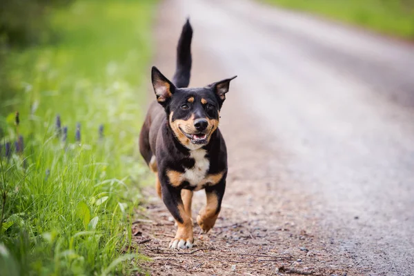 Portrait Smiling Black Dog Looks Camera Mongrels Close Mixed Breed — Stock Photo, Image