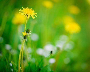 Sowthistle çiçekler bir çayır üzerinde, sığ alan derinliği. Otsu, ot.