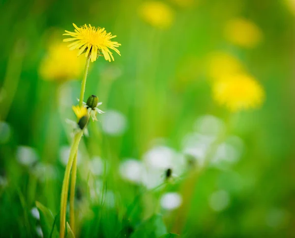 Цветки Чертополоха Грядке Низкая Глубина Поля Травянистый Травянистый — стоковое фото