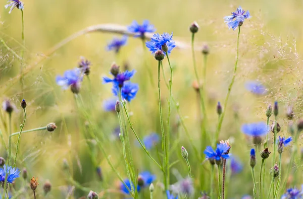 Кукурузники Свежий Летние Цветы Поле Красивые Голубые Цветы Закрывай Фокусе — стоковое фото