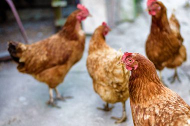 Geleneksel tavuk çiftliğinde tavuklar.