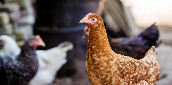 Kanat Perinteisellä Vapaana Kasvatettavalla Siipikarjatilalla — kuvapankkivalokuva