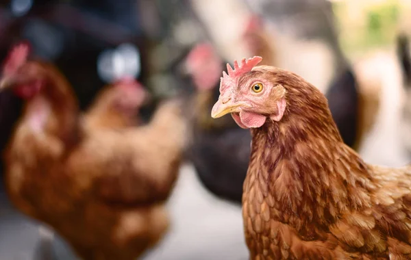 Pollos Granja Aves Corral Tradicional — Foto de Stock