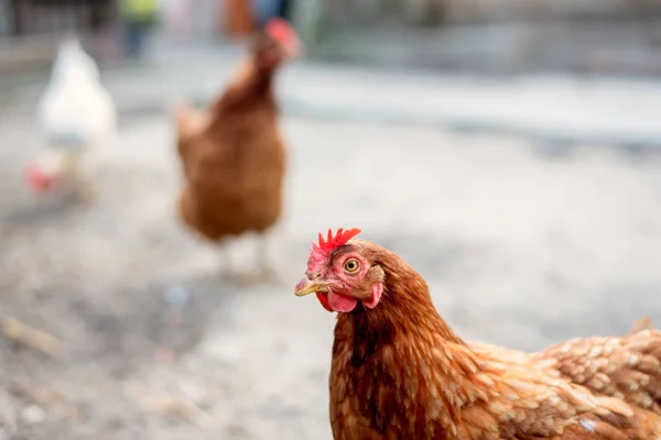 Geleneksel Tavuk Çiftliğinde Tavuklar — Stok fotoğraf