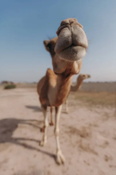 Dubai'de güneş ışınları altında çölde iki deve duruyor.