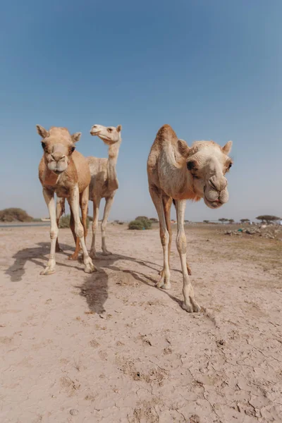 Dubai'de güneş ışınları altında çölde üç deve duruyor.