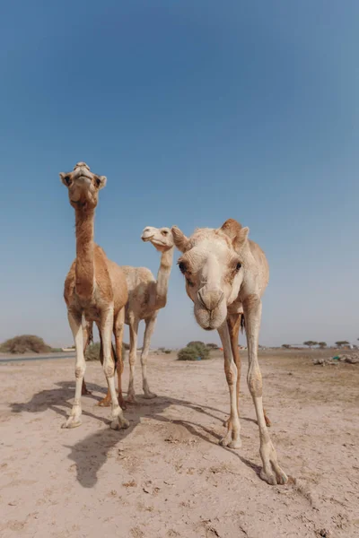 Trois chameaux se tiennent dans le désert sous les rayons du soleil à Dubaï . — Photo