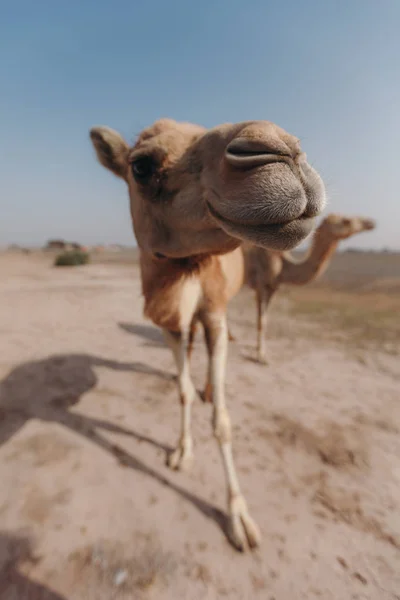 Dois camelos estão no deserto sob os raios do sol em Dubai . — Fotografia de Stock