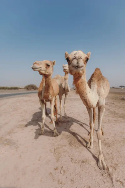 Dubai'de güneş ışınları altında çölde üç deve duruyor.