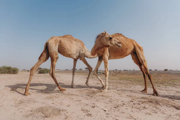 Two camels stand in the desert under the rays of the sun in Dubai.