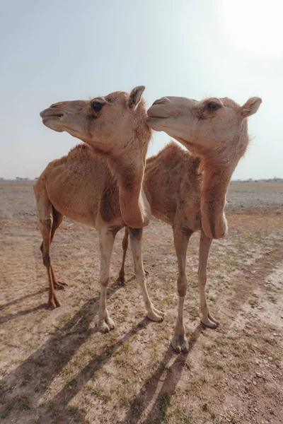 Deux chameaux se tiennent dans le désert sous les rayons du soleil à Dubaï . — Photo