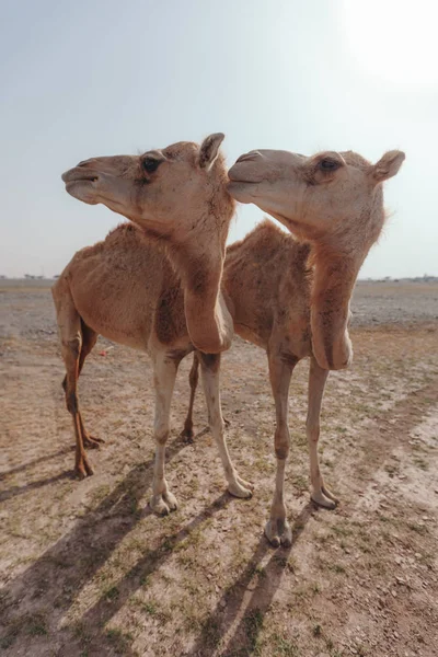Dubai'de güneş ışınları altında çölde iki deve duruyor.