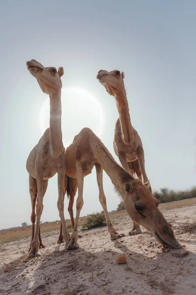 Trois chameaux se tiennent dans le désert sous les rayons du soleil à Dubaï . — Photo