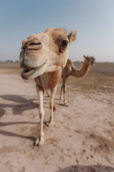 Dubai'de güneş ışınları altında çölde iki deve duruyor.