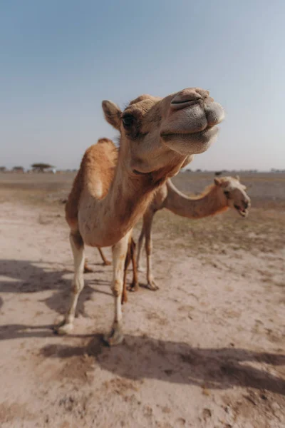 Dubai'de güneş ışınları altında çölde iki deve duruyor.