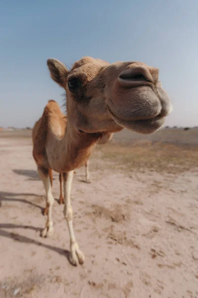 Camel se tient dans le désert sous les rayons du soleil à Dubaï . — Photo