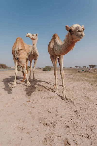 Trois chameaux se tiennent dans le désert sous les rayons du soleil à Dubaï . — Photo