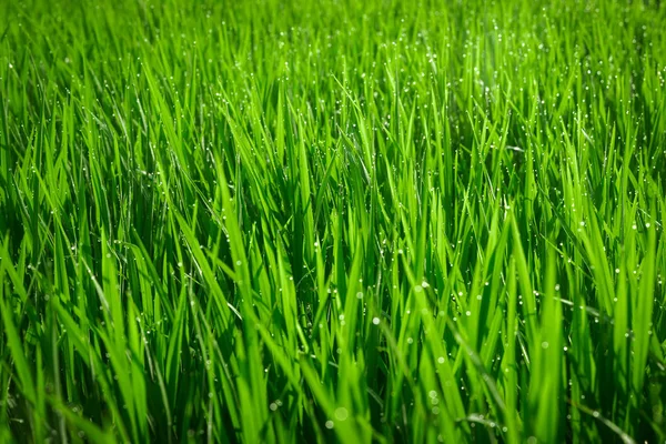 Green juicy grass close-up. Background of green young grass. Green grass background. Young growing rice.