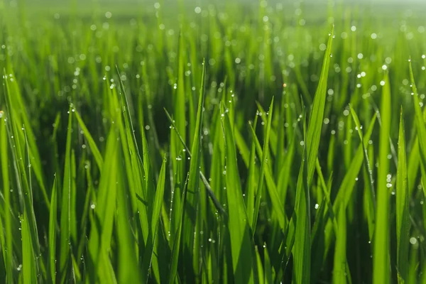 Green juicy grass close-up. Background of green young grass. Green grass background. Young growing rice.
